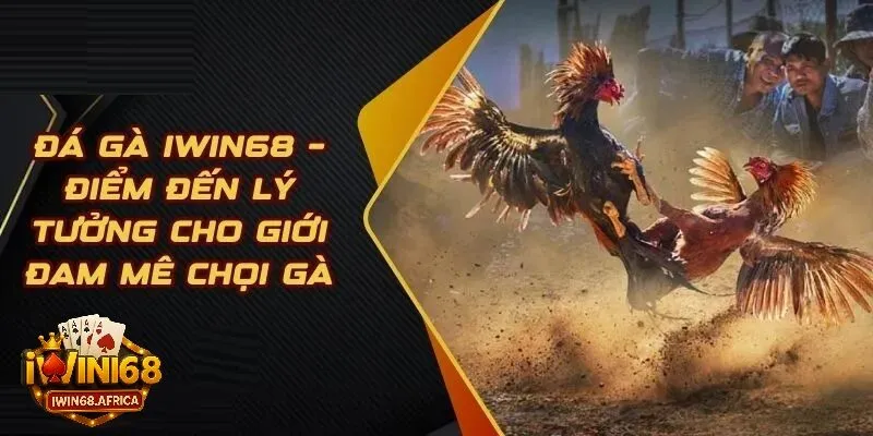 Khám phá sức hút của đá gà iWin68