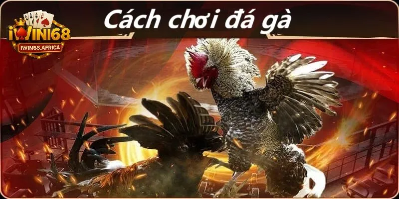 Khám phá thế giới đá gà và cách chơi tại iWin68